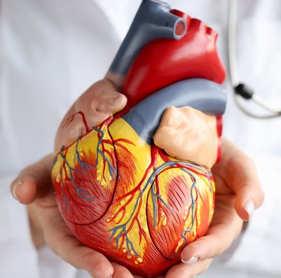 heart